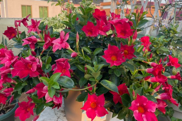 飘香藤春天如何修剪,要给植株进行摘心打顶