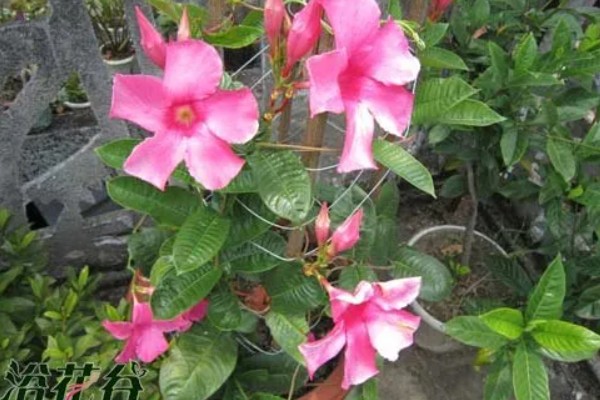 飘香藤春天如何修剪,要给植株进行摘心打顶