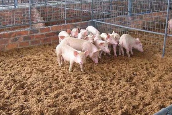 怎么制作养猪发酵床，材料包括微生物菌、垫料和拌料