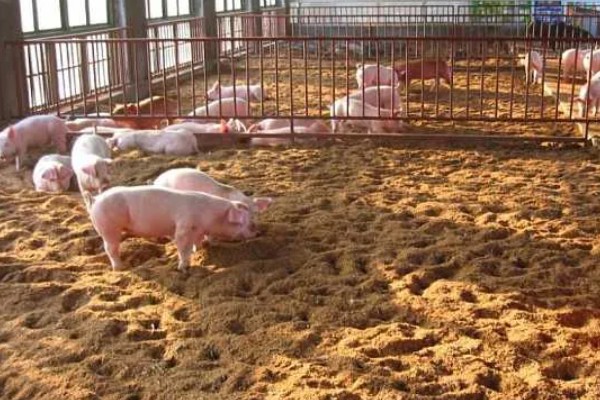 怎么制作养猪发酵床，材料包括微生物菌、垫料和拌料