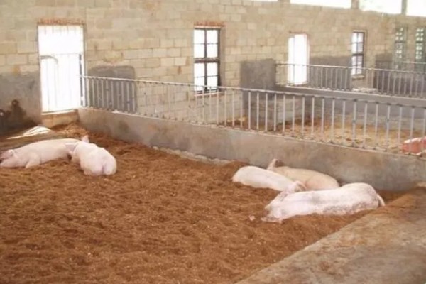 怎么制作养猪发酵床，材料包括微生物菌、垫料和拌料