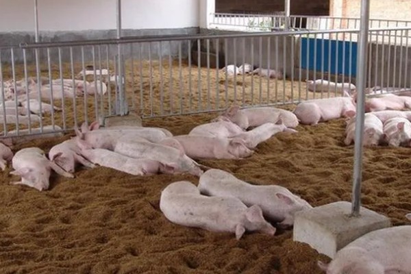 怎么制作养猪发酵床，材料包括微生物菌、垫料和拌料