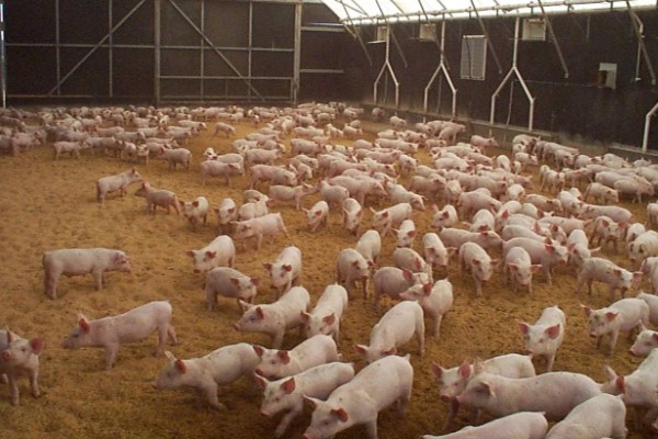 怎么制作养猪发酵床，材料包括微生物菌、垫料和拌料