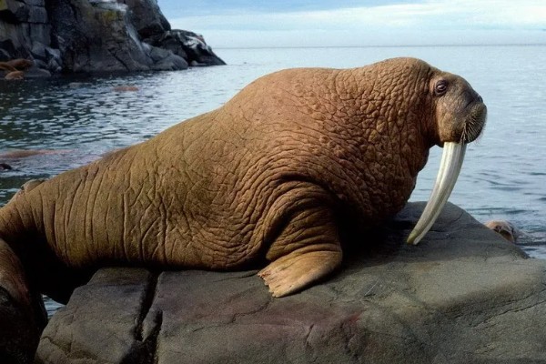 海象是两栖动物吗，不是两栖动物而是水生哺乳动物