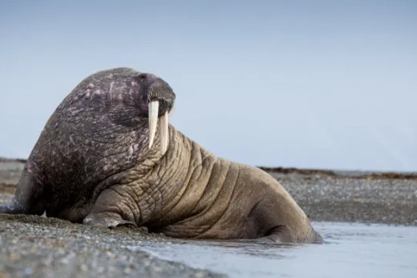 海象是两栖动物吗，不是两栖动物而是水生哺乳动物