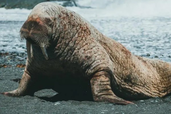 海象是两栖动物吗，不是两栖动物而是水生哺乳动物
