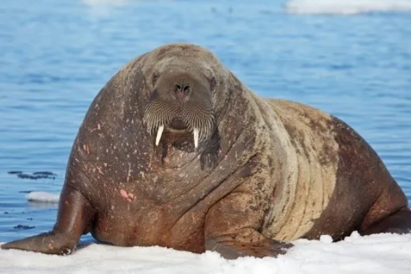 海象是两栖动物吗，不是两栖动物而是水生哺乳动物