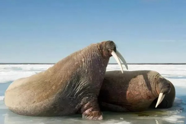 海象是两栖动物吗，不是两栖动物而是水生哺乳动物