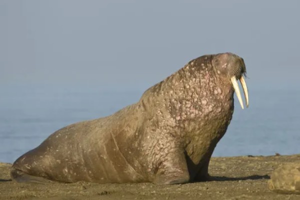 海象是两栖动物吗，不是两栖动物而是水生哺乳动物