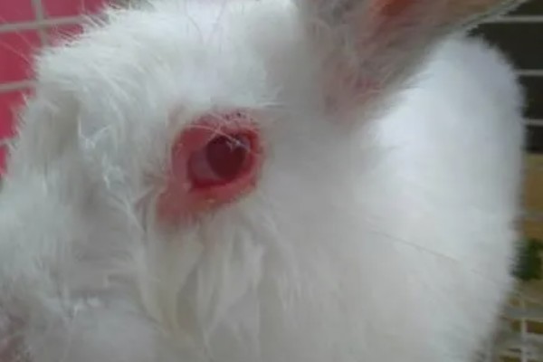 兔子白内障的病因,可能是上了年纪或感染脑炎孢子虫所致