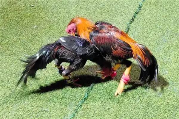 西双版纳斗鸡的特点,有比较小的头部