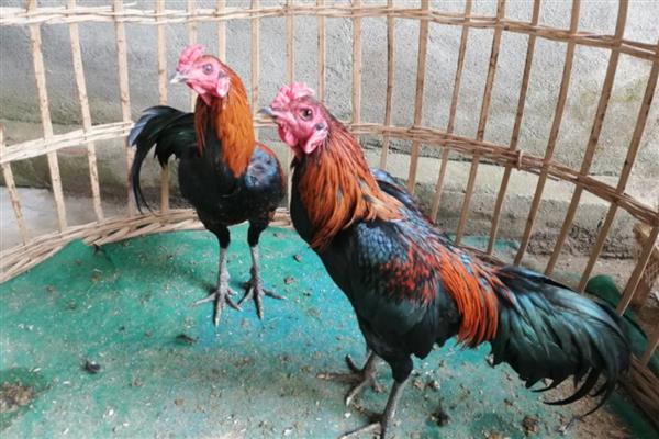西双版纳斗鸡的特点,有比较小的头部