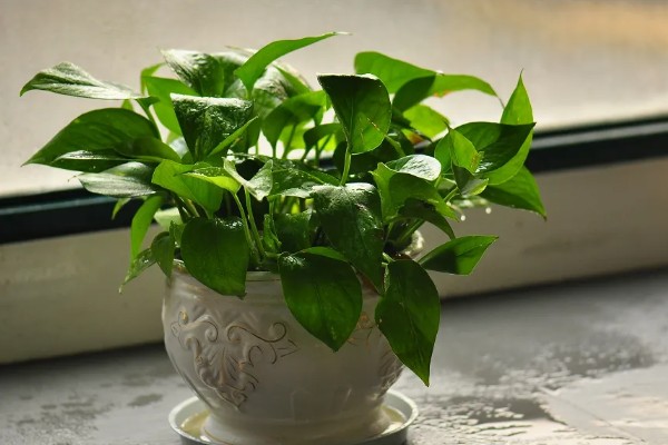 绿萝怕不怕冷，绿萝怕冷