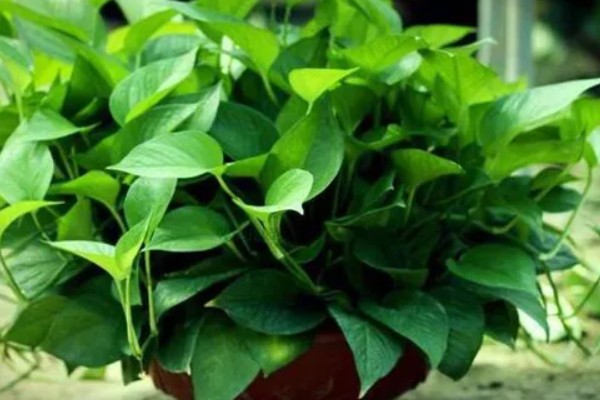 绿萝怕不怕冷，绿萝怕冷