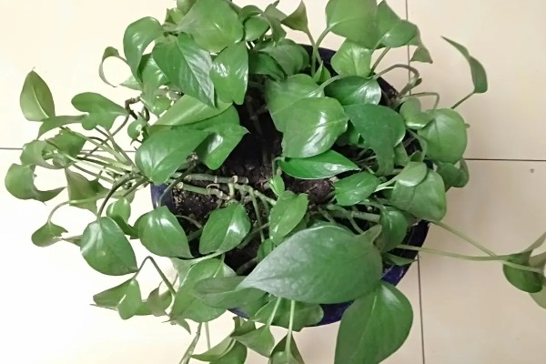 绿萝怕不怕冷，绿萝怕冷