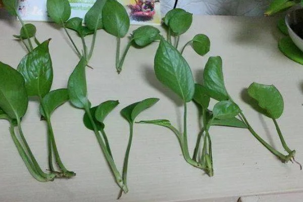 绿萝怕不怕冷，绿萝怕冷