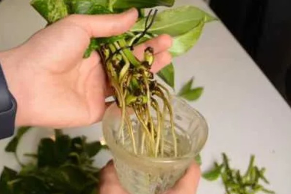 绿萝怕不怕冷，绿萝怕冷