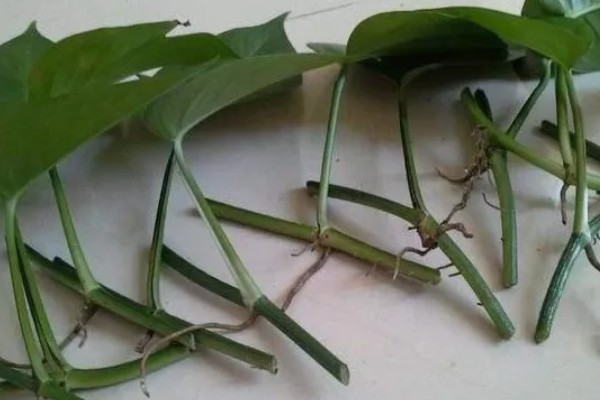 绿萝怕不怕冷，绿萝怕冷