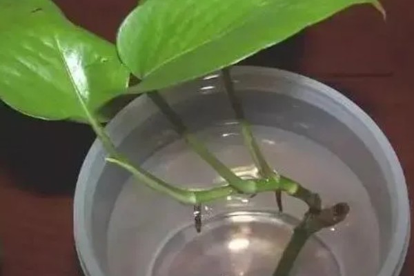 绿萝怕不怕冷，绿萝怕冷