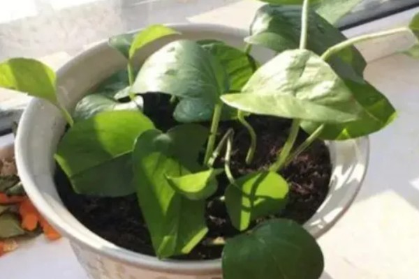 绿萝怕不怕冷，绿萝怕冷