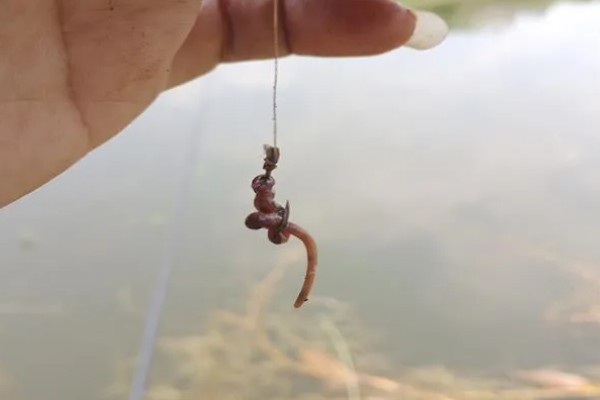 罗非鱼喜欢吃什么饵料,对腥味饵料最感兴趣