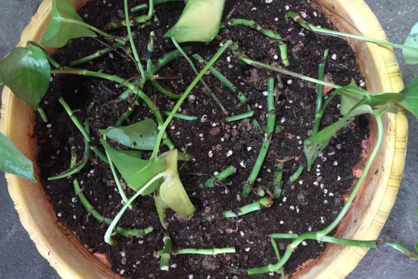 绿萝怕不怕冷，绿萝怕冷