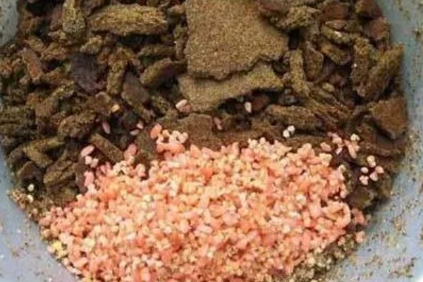 罗非鱼喜欢吃什么饵料,对腥味饵料最感兴趣