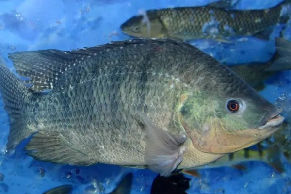 罗非鱼喜欢吃什么饵料,对腥味饵料最感兴趣