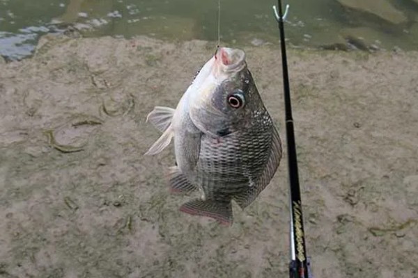 罗非鱼喜欢吃什么饵料,对腥味饵料最感兴趣