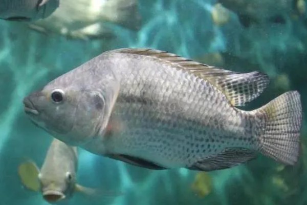 罗非鱼喜欢吃什么饵料,对腥味饵料最感兴趣