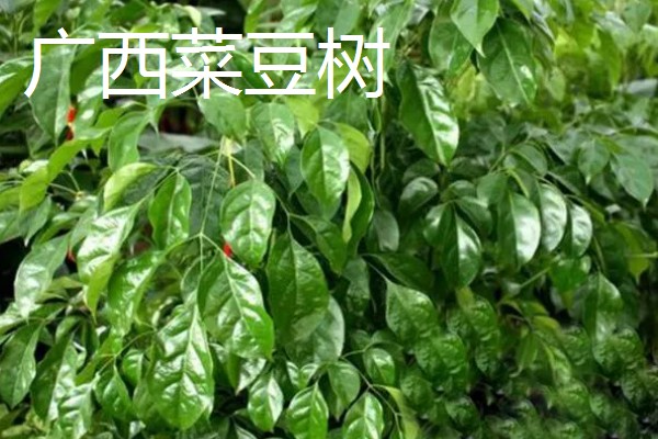 幸福树的种类有哪些，有小萼菜豆树、广西菜豆树等