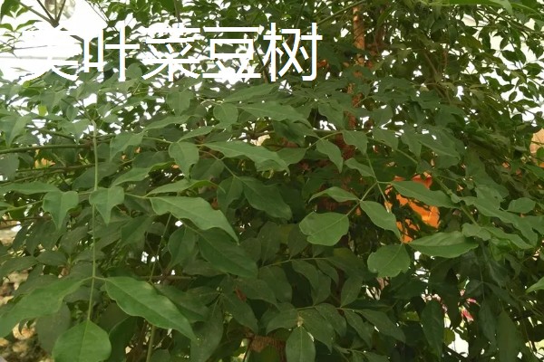 幸福树的种类有哪些，有小萼菜豆树、广西菜豆树等