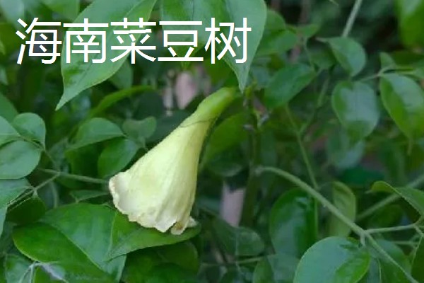 幸福树的种类有哪些，有小萼菜豆树、广西菜豆树等