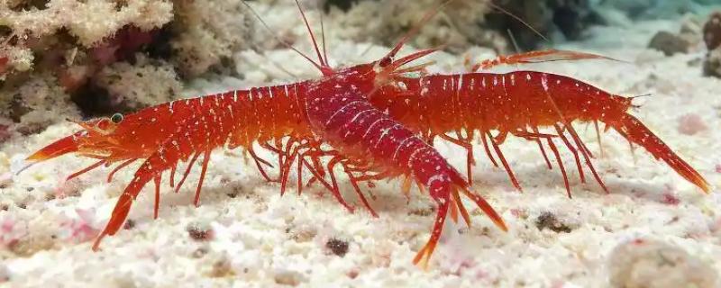 樱花虾的产地，以东南沿海地带为主