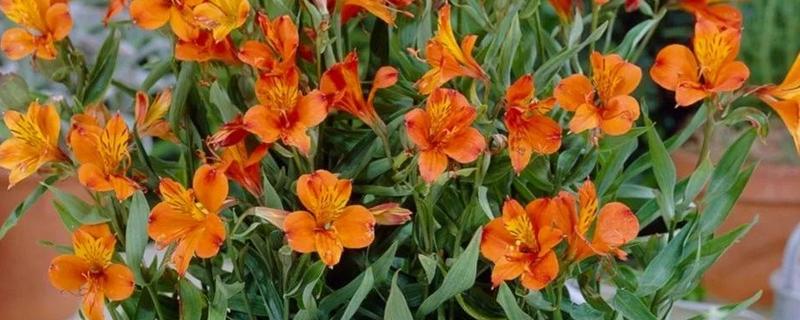 看病号适合赠送什么花卉，红色康乃馨、万寿菊等品种都可以选择