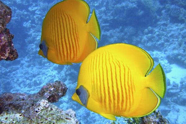 怪蝴蝶鱼好不好养,养殖难度较大