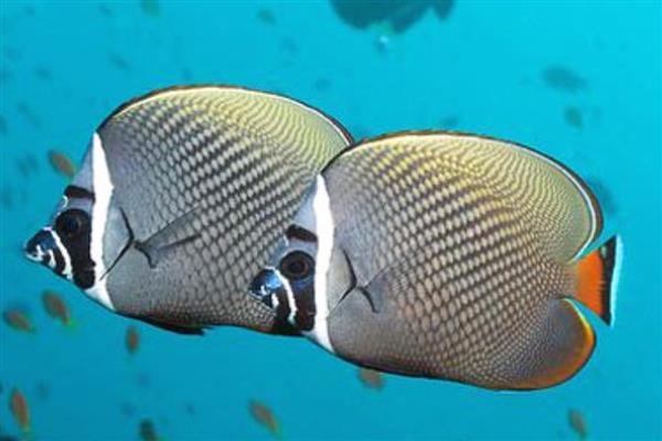 怪蝴蝶鱼好不好养,养殖难度较大