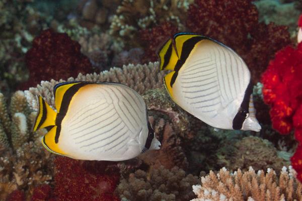 怪蝴蝶鱼好不好养,养殖难度较大