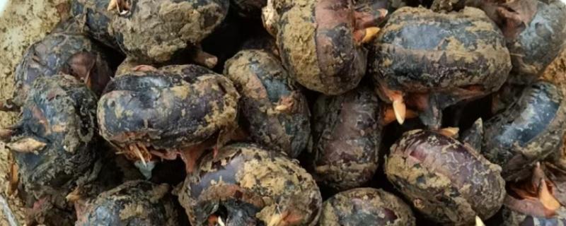 让马蹄变大的方法，施足农家肥和过磷酸钙作为基肥