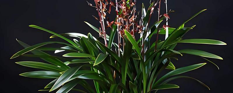 墨兰有什么种类,常见企黑墨兰、企剑白墨等品种