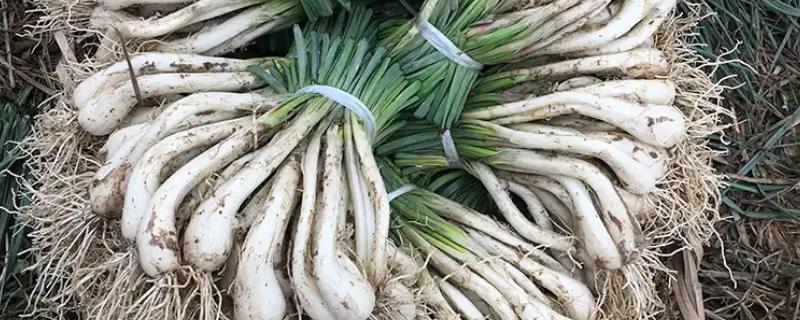 藠头是什么，是中国南方地区的一种蔬菜