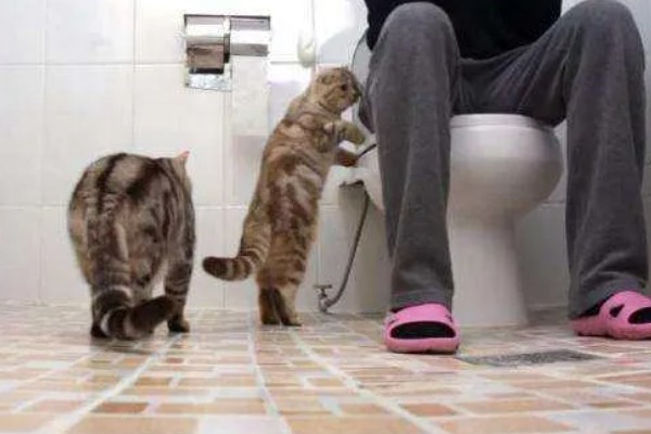 为什么上厕所猫咪喜欢守在旁边,因为好奇所致