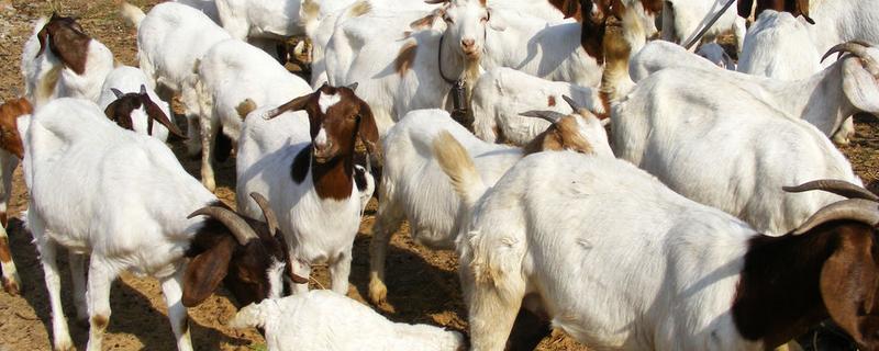 养山羊喂什么饲料，需提供新鲜的牧草