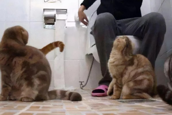 为什么上厕所猫咪喜欢守在旁边,因为好奇所致