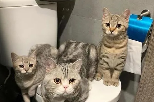 为什么上厕所猫咪喜欢守在旁边,因为好奇所致