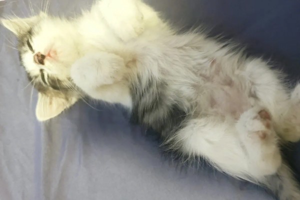 为什么上厕所猫咪喜欢守在旁边,因为好奇所致