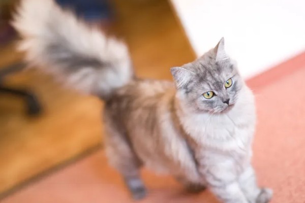 为什么上厕所猫咪喜欢守在旁边,因为好奇所致