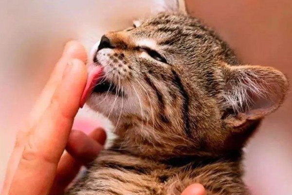 为什么上厕所猫咪喜欢守在旁边,因为好奇所致