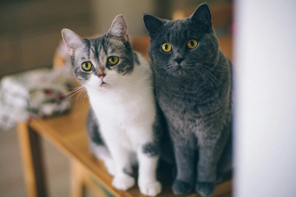 为什么上厕所猫咪喜欢守在旁边,因为好奇所致