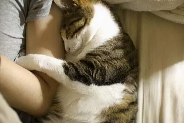 为什么上厕所猫咪喜欢守在旁边,因为好奇所致